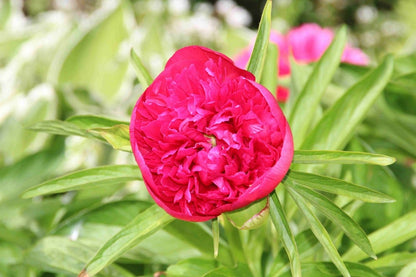  Pioenroos (Paeonia 'Karl Rosenfield')