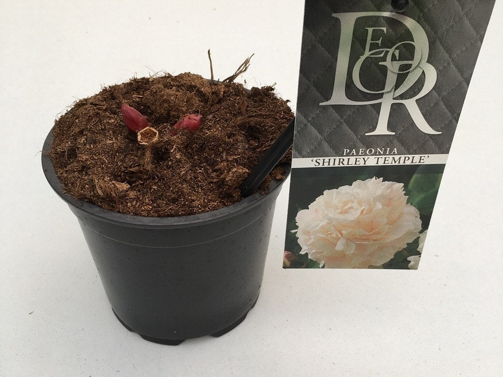  Pioenroos (Paeonia Lactiflora 'Shirley Temple')