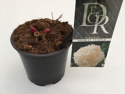  Pioenroos (Paeonia Lactiflora 'Shirley Temple')