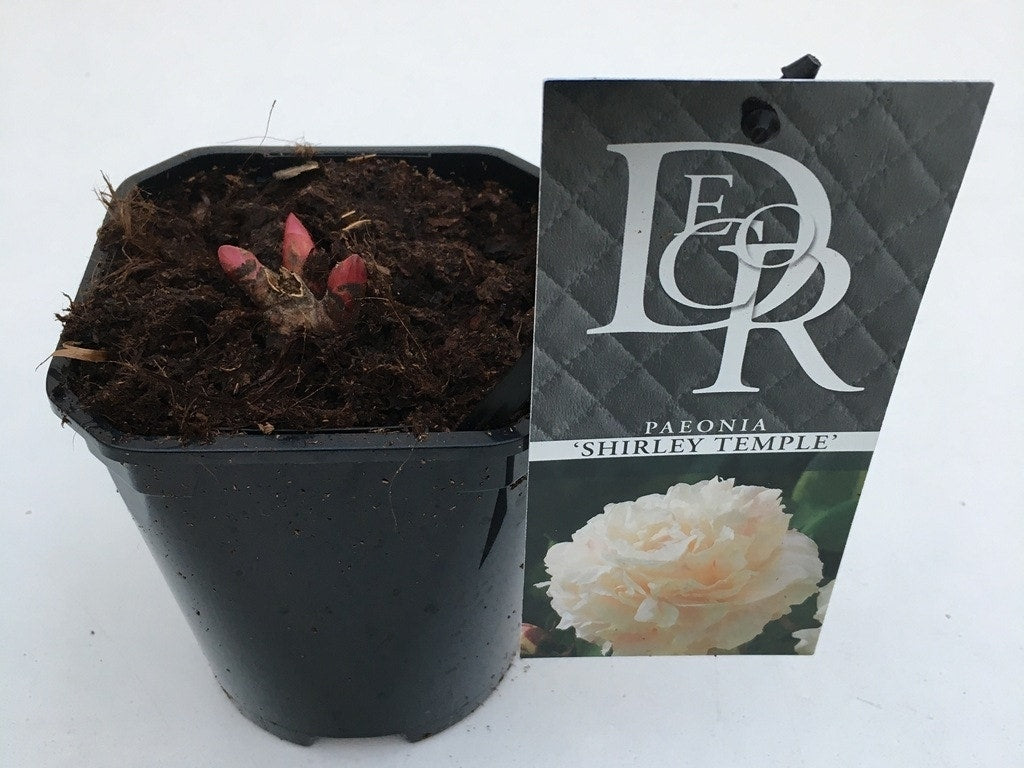  Pioenroos (Paeonia Lactiflora 'Shirley Temple')