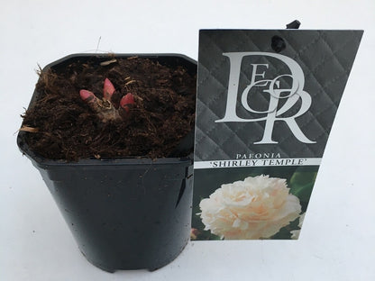  Pioenroos (Paeonia Lactiflora 'Shirley Temple')