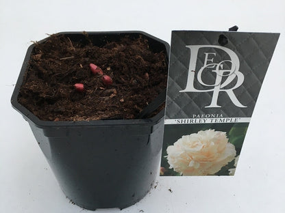  Pioenroos (Paeonia Lactiflora 'Shirley Temple')