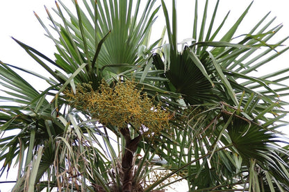  Winterharde Palm (Trachycarpus Fortunei)