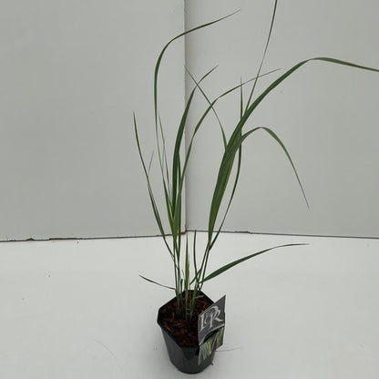  Vingergras (Panicum Virgatum 'Northwind')