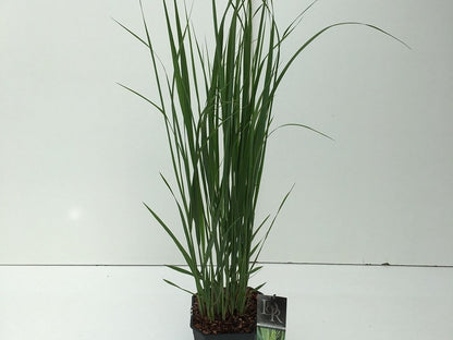  Vingergras (Panicum Virgatum 'Northwind')