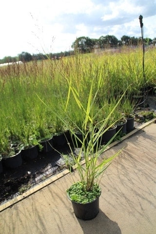  Vingergras (Panicum Virgatum 'Rehbraun')