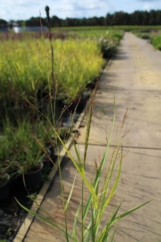  Vingergras (Panicum Virgatum 'Rehbraun')