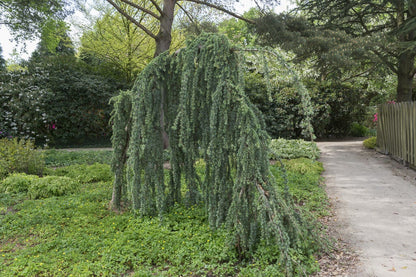  Treurceder (Cedrus Libani 'Glauca Pendula')