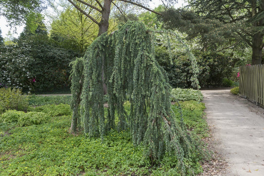 Treurceder (Cedrus Libani 'Glauca Pendula')