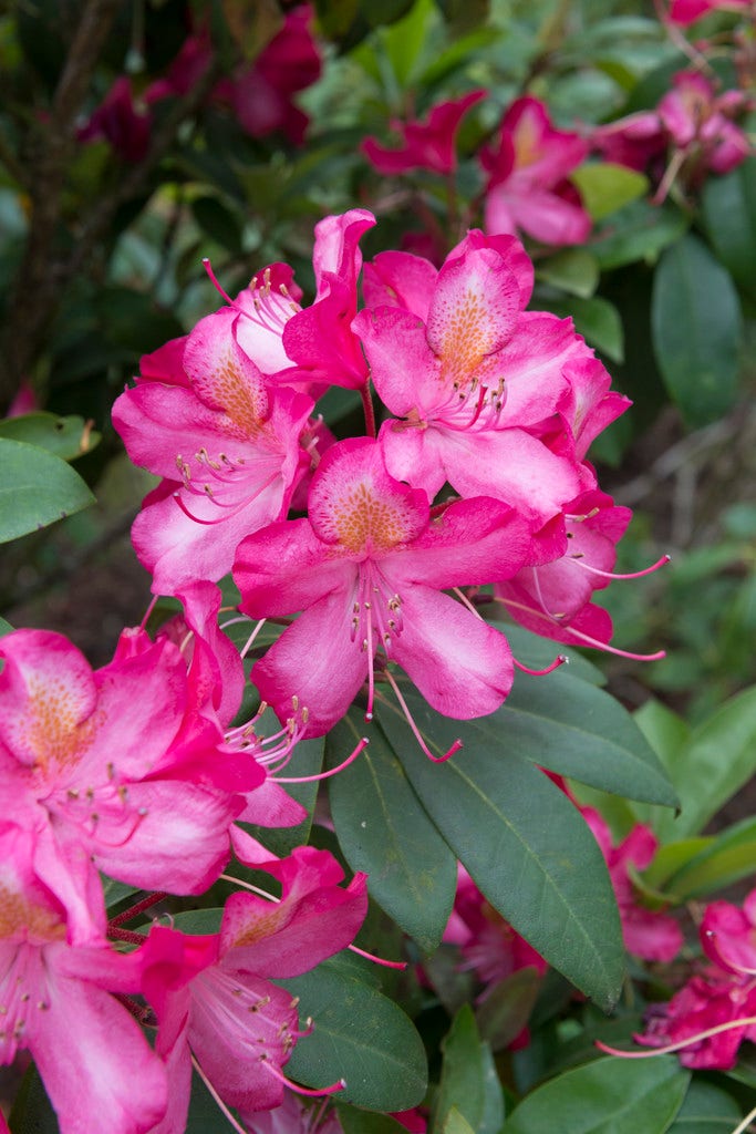  Rhododendron (Rhododendron 'Junifeuer')
