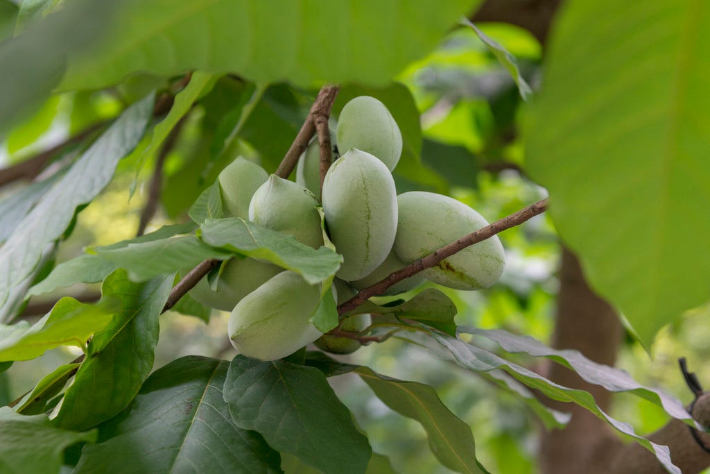  Pawpaw (Asimina Triloba)