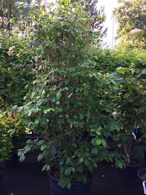  Perzisch Ijzerhout (Parrotia Persica 'Vanessa')
