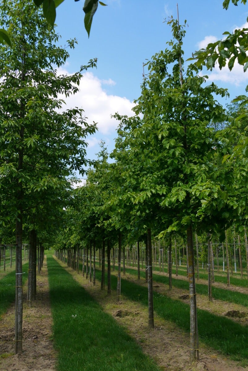  Grote Parrotia (Parrotia Persica)