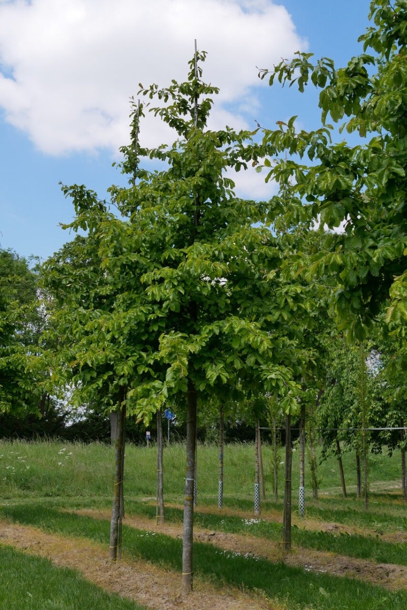  Grote Parrotia (Parrotia Persica)