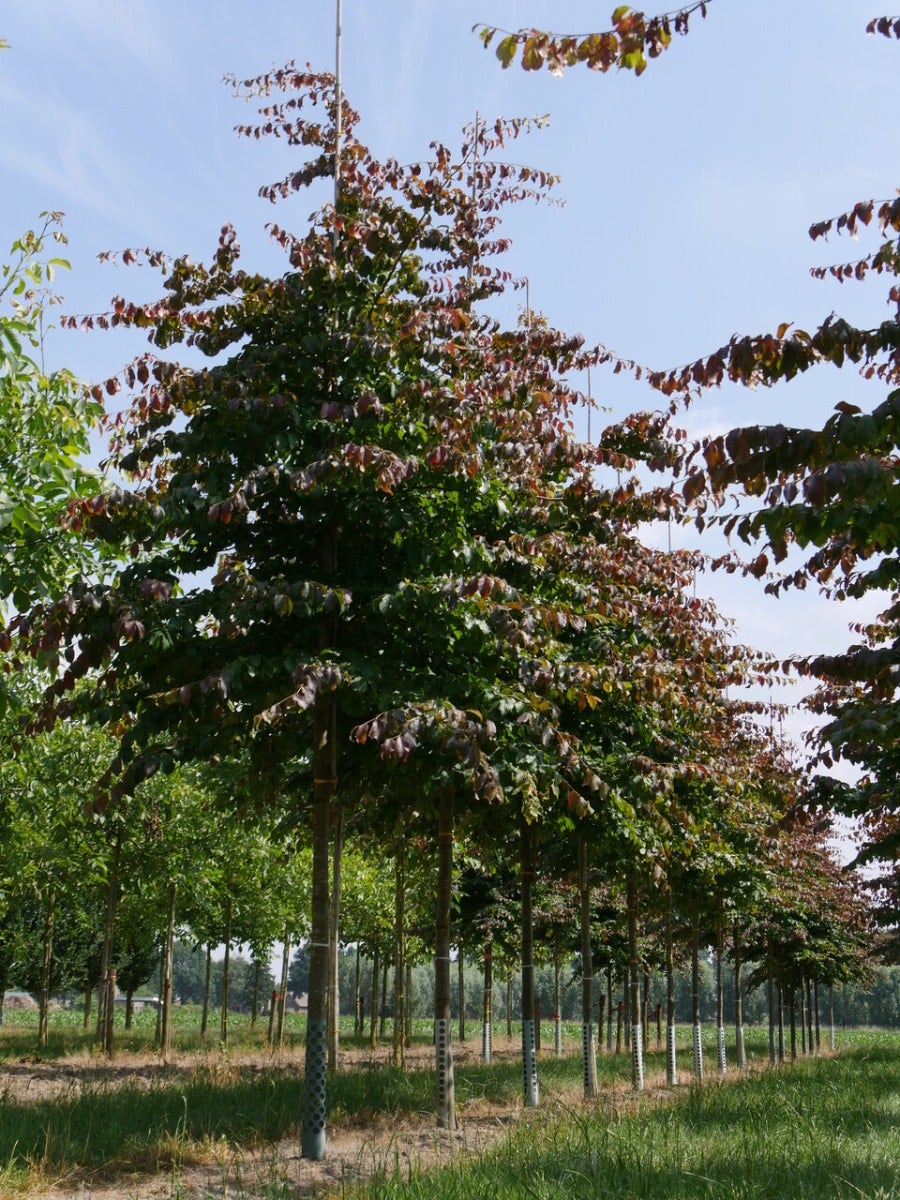  Grote Parrotia (Parrotia Persica)