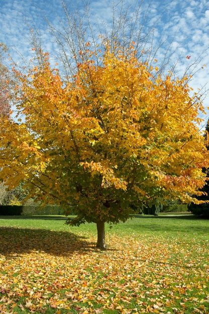  Perzisch IJzerhout Als Boom (Parrotia Persica)