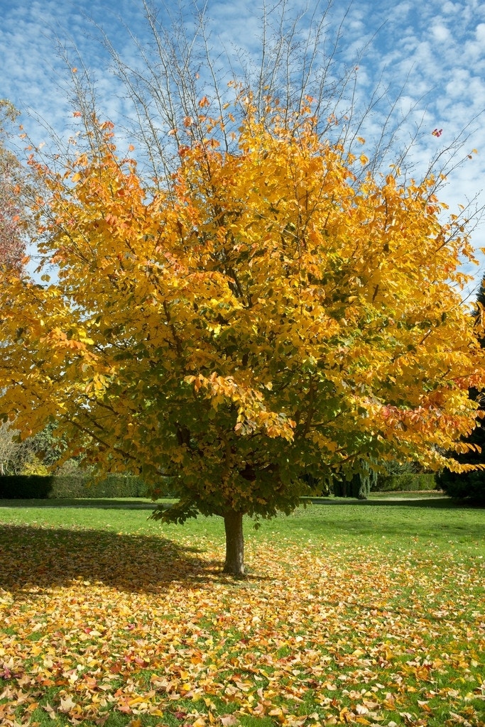  Perzisch IJzerhout Als Struik (Parrotia Persica)
