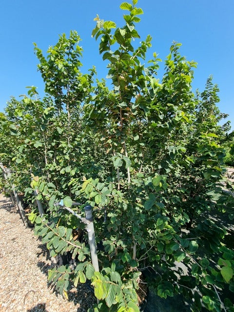  Perzisch IJzerhout Als Struik (Parrotia Persica)