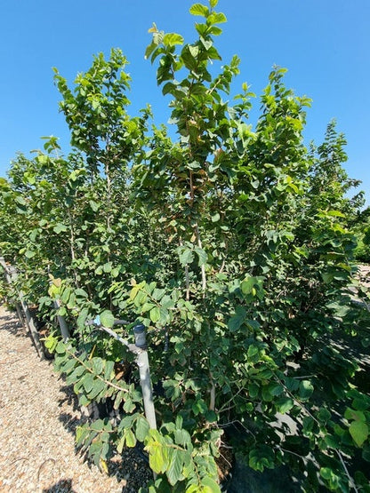  Perzisch IJzerhout Als Struik (Parrotia Persica)