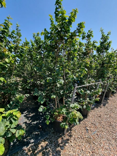  Perzisch IJzerhout Als Struik (Parrotia Persica)