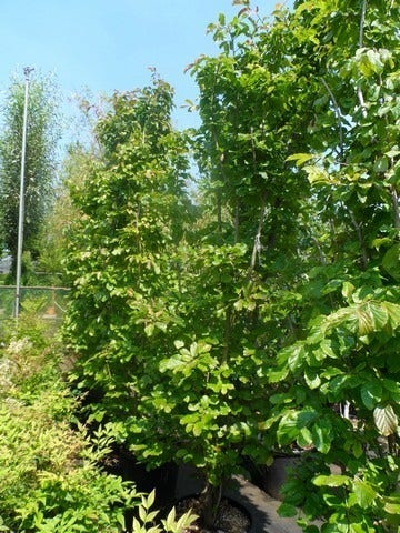  Perzisch Ijzerhout (Parrotia Persica 'Vanessa')