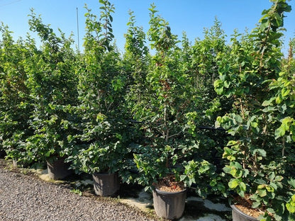  Perzisch IJzerhout Als Struik (Parrotia Persica)