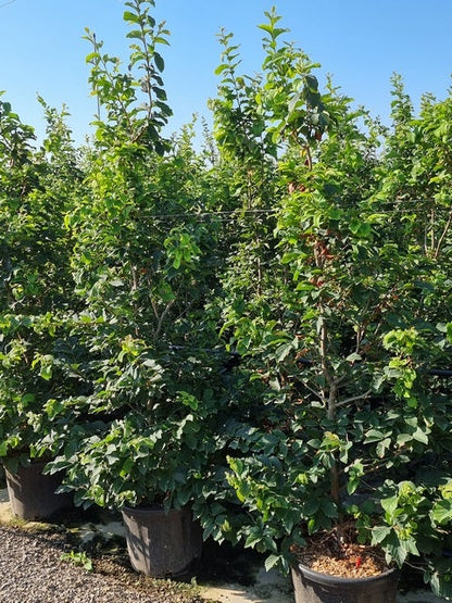  Perzisch IJzerhout Als Struik (Parrotia Persica)