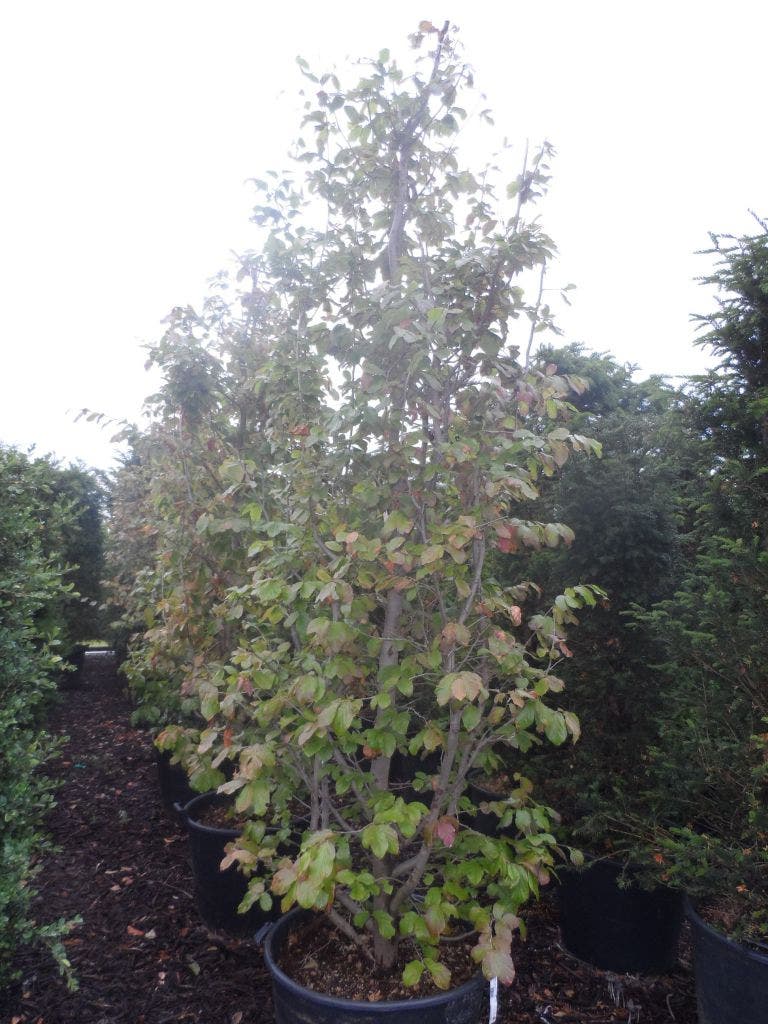  Perzisch IJzerhout Als Boom (Parrotia Persica)