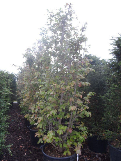  Perzisch IJzerhout Als Boom (Parrotia Persica)