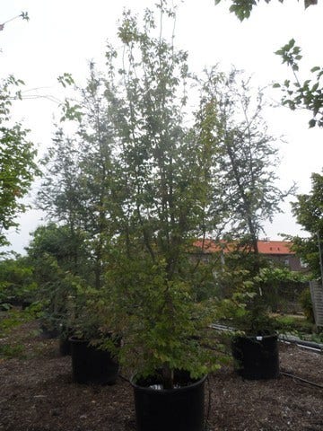  Perzisch Ijzerhout (Parrotia Persica 'Vanessa')