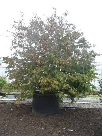  Perzisch Ijzerhout (Parrotia Persica 'Vanessa')