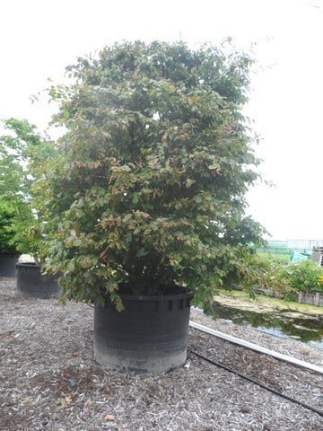  Perzisch Ijzerhout (Parrotia Persica 'Vanessa')