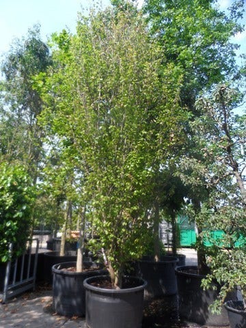  Perzisch Ijzerhout (Parrotia Persica 'Vanessa')