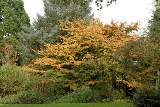  Perzisch IJzerhout Als Struik (Parrotia Persica)