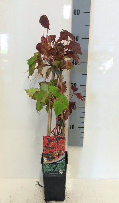  Wingerd (Parthenocissus Tricuspidata 'Veitchii')