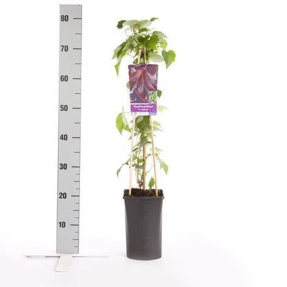  Wingerd (Parthenocissus Tricuspidata 'Veitchii')