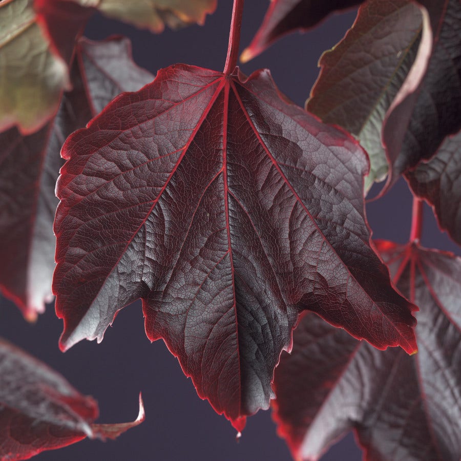  Wingerd (Parthenocissus Tricuspidata 'Veitchii')