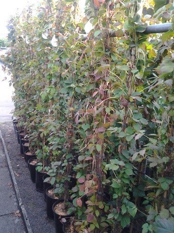  Wilde Wingerd (Parthenocissus Tricuspidata 'Veitch Boskoop')