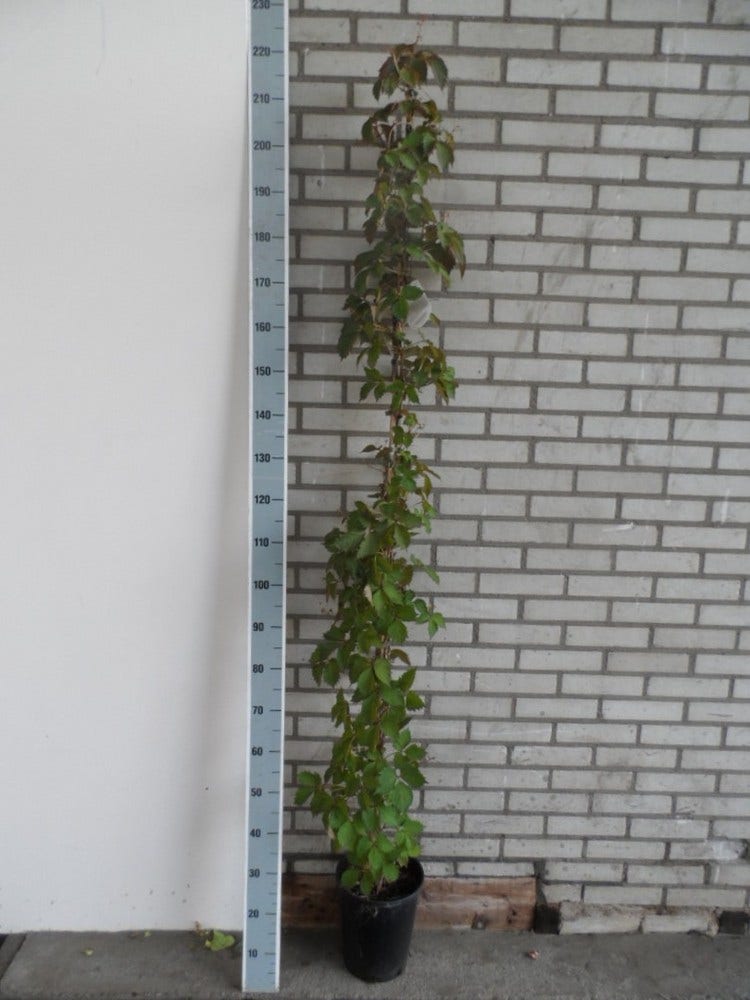  Wilde Wingerd (Parthenocissus Tricuspidata 'Veitch Boskoop')