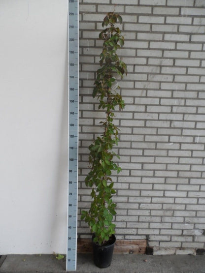  Wilde Wingerd (Parthenocissus Tricuspidata 'Veitch Boskoop')
