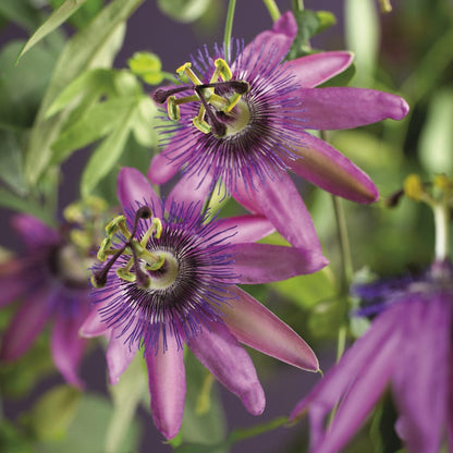  Passiebloem (Passiflora 'Amethyst')