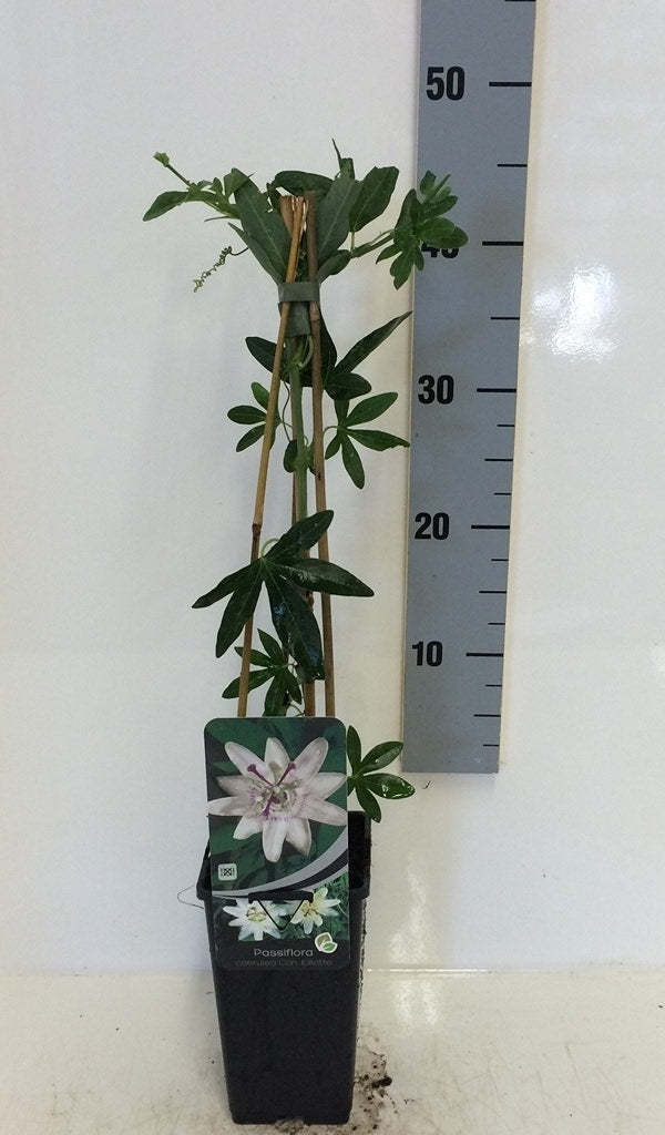  Passiebloem (Passiflora 'Constance Elliott')