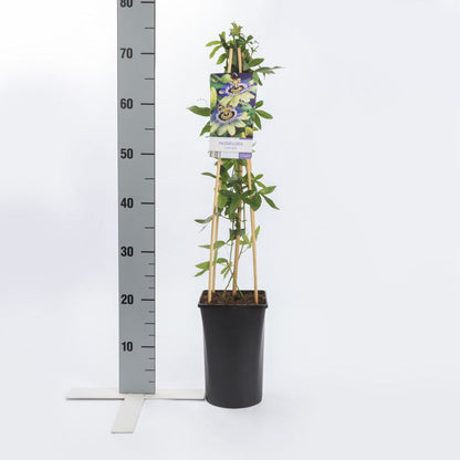  Passiebloem (Passiflora Caerulea)