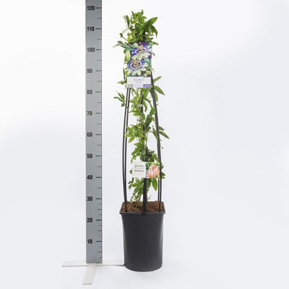  Passiebloem (Passiflora Caerulea)