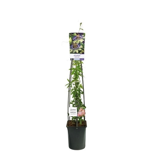  Passiebloem (Passiflora ‘Damsel’s Delight’)