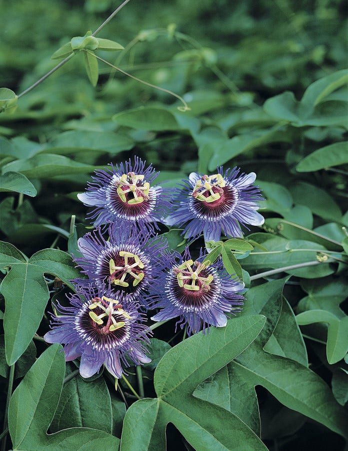  Passiebloem (Passiflora 'Purple Rain')
