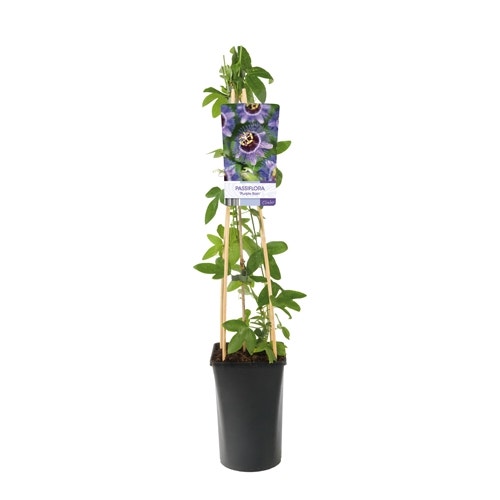  Passiebloem (Passiflora 'Purple Rain')
