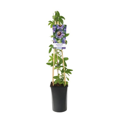  Passiebloem (Passiflora 'Purple Rain')