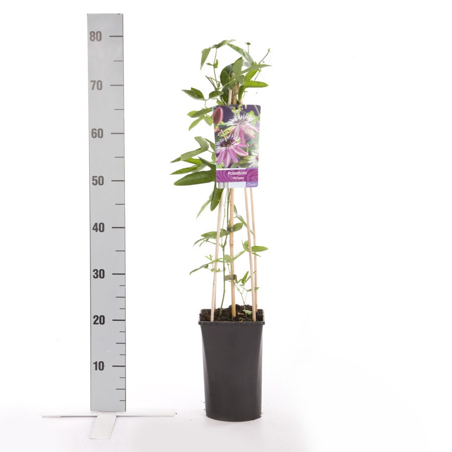  Passiebloem (Passiflora 'Victoria')