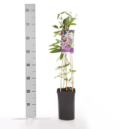  Passiebloem (Passiflora 'Victoria')
